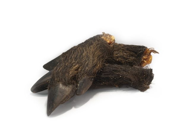 1/2 vildsvinsfot med päls och klöv