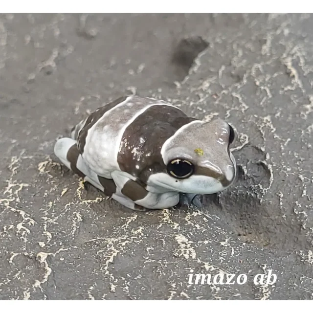 Mjölkgroda Unge 2-3cm