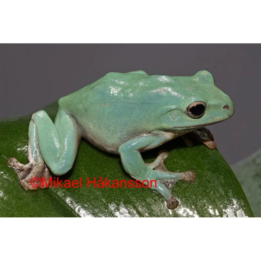 Korallfinger Grodorhoney Blue Eyes S-m