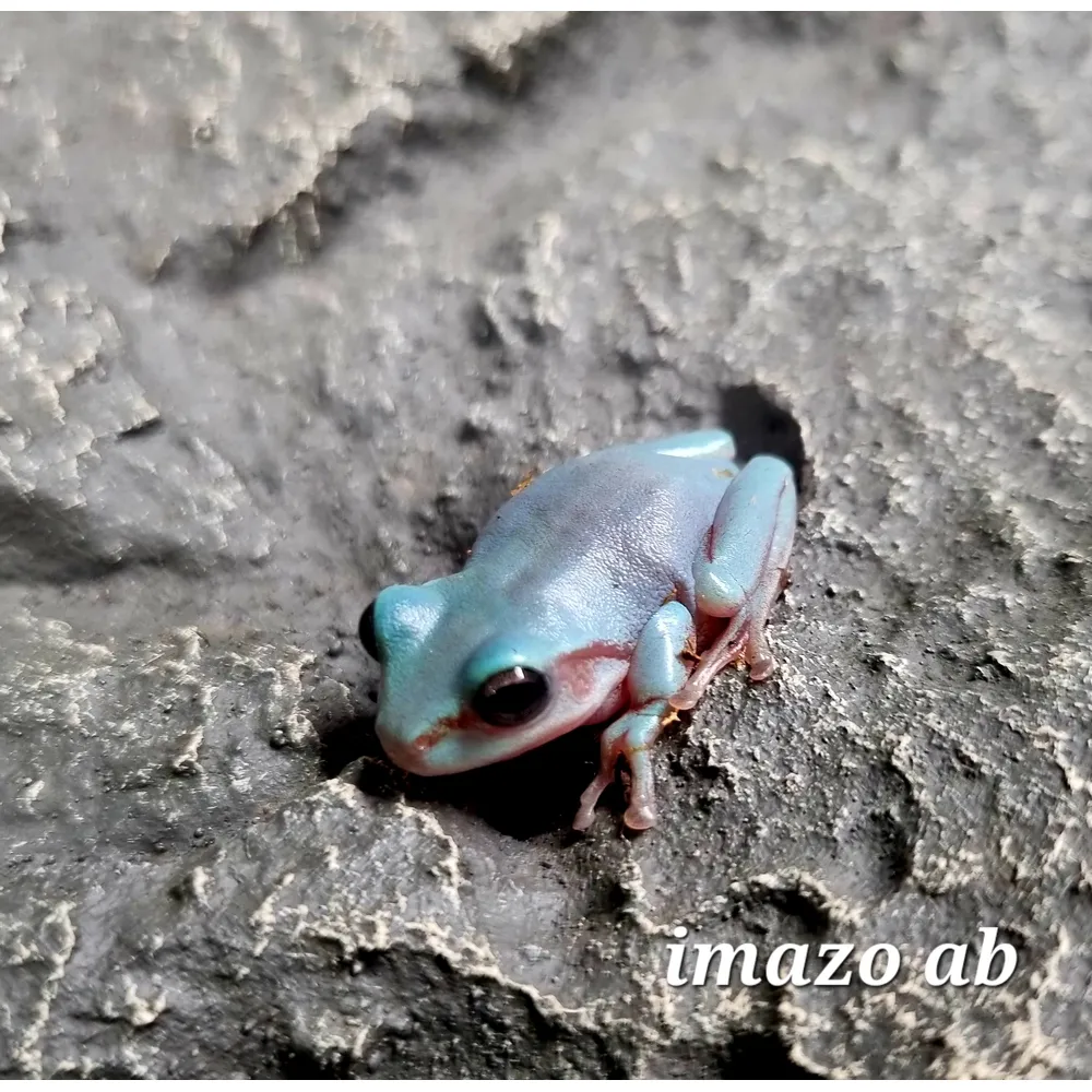 Korallfinger Grodor Blå M