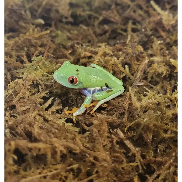 Trädgroda Rödögad M Ca 3-4cm (C)