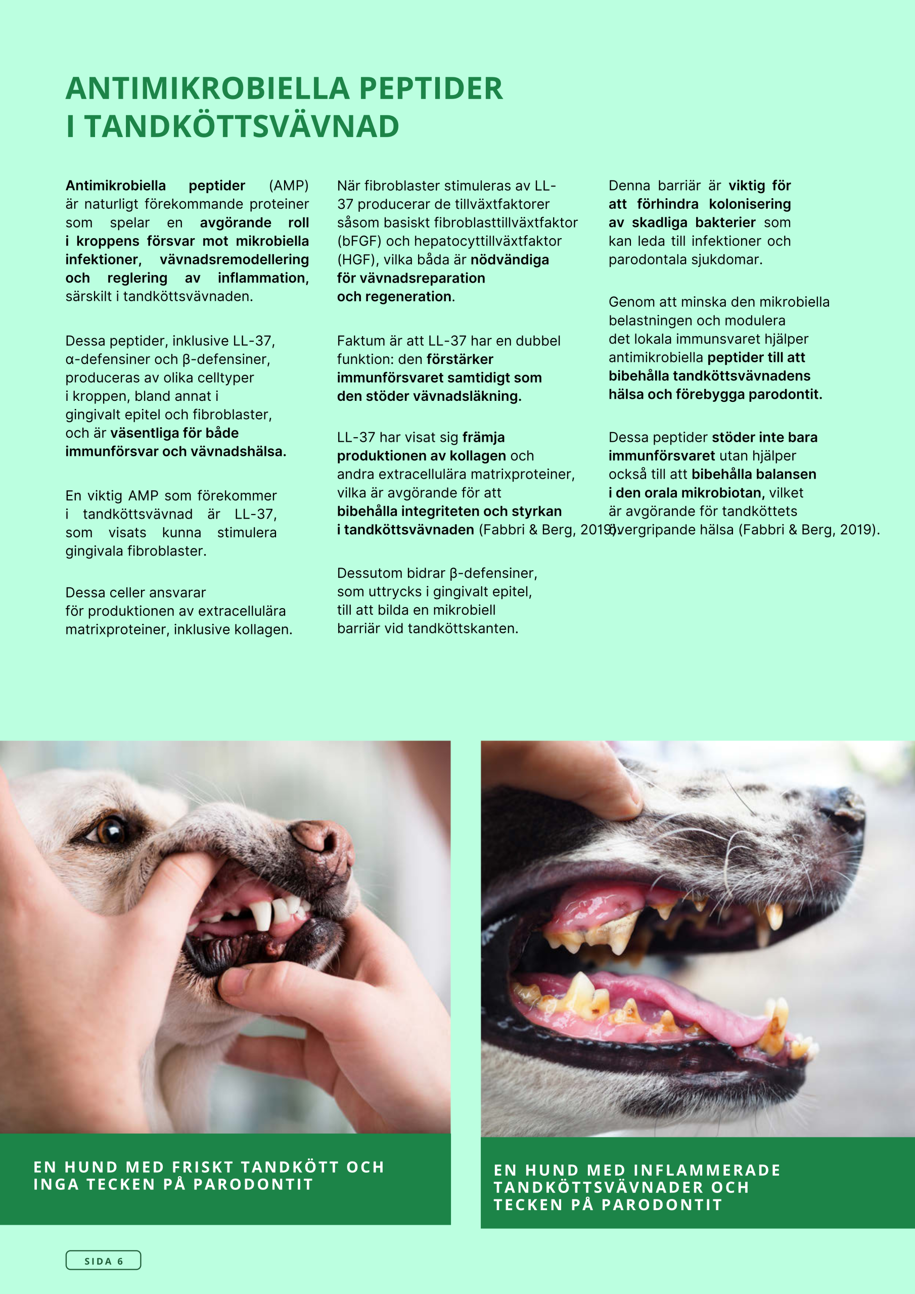 Askebites Tandvård Hypoallergenisk 10kg - Bild 7